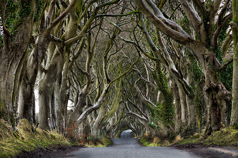 Dark Hedges